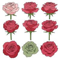 Beautiful roses showcasing color transition in minimal illustration vector