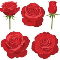 Red roses in various stages of bloom, detailed and vibrant illustration vector