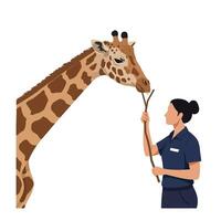 Giraffe interacting with zookeeper in minimal flat design illustration vector