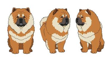 Detailed illustration of a Chow Chow dog in flat art style vector
