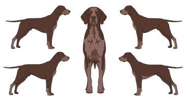 Brown dogs in various poses with flat design style art vector