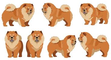 Detailed illustration showcasing different poses of a fluffy dog in flat design style art vector