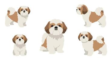 Shih Tzu dog character designs in flat art style featuring various poses and expressions art vector