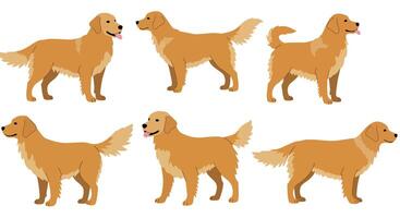 Golden retriever dog character poses in flat art style with playful expressions and movements illustration vector