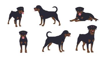 Rottweiler dog poses in flat art style showcasing different expressions and stances illustration vector