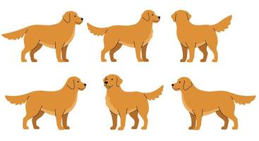 Golden retriever dog illustrations in flat style depicting various poses in art vector