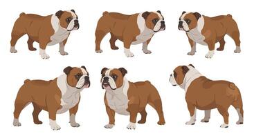 Bulldog character design in flat style showcasing multiple poses art vector