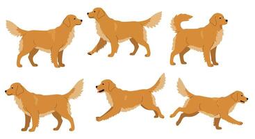 Golden retriever dog animation sequence in flat illustration style vector