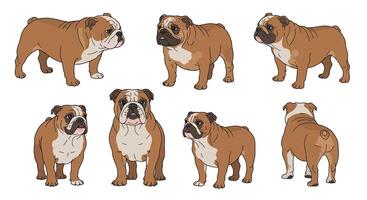 Bulldog character design in various poses showcasing flat art style and expressions in illustration vector