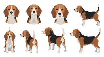 Beagle dog character design in flat style showcasing various poses illustration vector