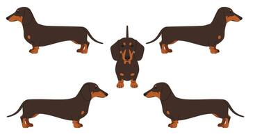 Dachshunds in various poses depicted in a flat design art style vector