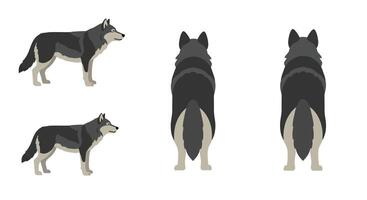 Detailed illustration showing a wolf in various poses and angles with flat colors and clean lines art vector