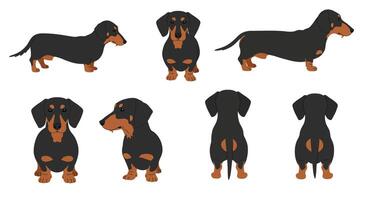 Dachshund dog character design in flat style showcasing multiple angles illustration vector