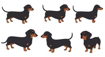 Dachshund dog character poses in flat design style art vector