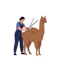 Person grooming llama with scissors in flat art style vector