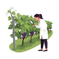 Scientist examining grapevines in a vineyard, flat design art vector