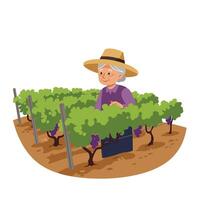 Farmer tending to grapevines in a vineyard with flat design style illustration vector
