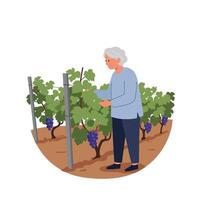 Elderly person and tending to grapevines in a flat, minimal style illustration vector
