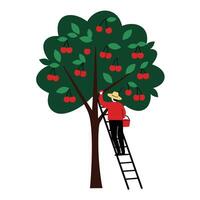 Cherry tree with person picking fruit in flat art style illustration vector
