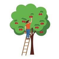 Cherry tree harvesting with a person using a ladder in flat art vector