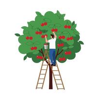 Man picking cherries from a tree in a flat minimal art style vector