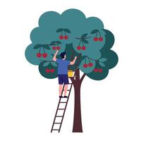 Man picking cherries from tree in flat and colorful art vector
