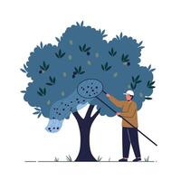 Man harvesting olives from a tree in a flat illustration style vector