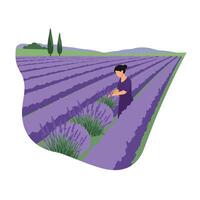 Woman harvesting lavender in a field with flat design elements, art vector
