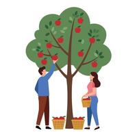 Two people picking apples from a tree in a flat illustration vector