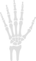 Anatomical hand skeleton in minimal style showcasing intricate bone structure in clean lines art vector