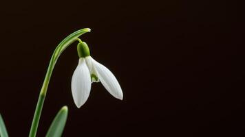 A delicate snowdrop flower against a dark background photo