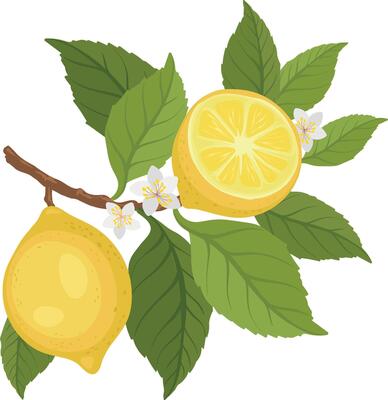 Brunch of lemon tree. Hand-painted lemon branches with lush green leaves and flowers