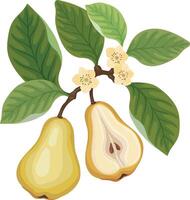 Fresh pear and pear half on brunch tree with flowers vector