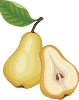 Fresh pear and pear half Isolated vector