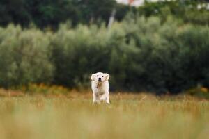 Active puppy of golden ,retriever, is running on the green field photo
