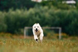 Front view. Active puppy of golden retriever is running on the green field photo