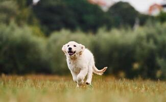 Active puppy, of, golden retriever is running on the green field photo