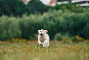 Front view. Active puppy, of golden retriever is running on the green field photo