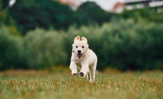 Front view... Active puppy of golden retriever is running on the green field photo