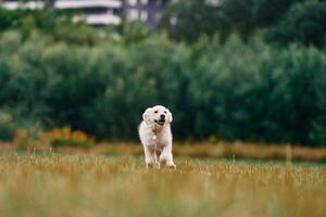 Active ,puppy of golden retriever is running on the green field photo