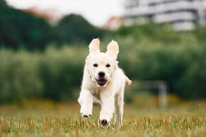 Front view.. Active puppy of golden retriever is running on the green field photo