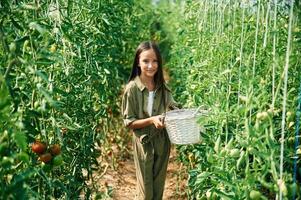 White colored basket in hands. Little girl is in the garden with tomatoes.,, photo