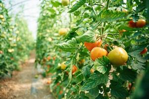 Growing process. Garden with, fresh, tomatoes at daytime photo