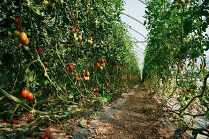 Growing process... Garden with fresh tomatoes at daytime photo