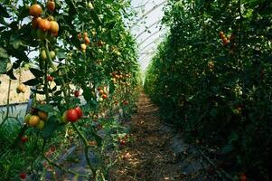 Growing process. Garden ,with fresh, tomatoes at daytime photo