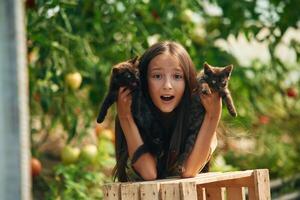 Two kittens in hands,. Little girl is in the garden with tomatoes photo