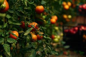 Close up, view. Garden with fresh tomatoes at daytime photo