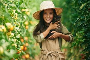 Cute, kitten in hands. Little girl is in the garden with tomatoes photo