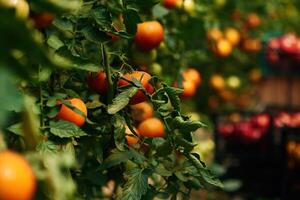 Close, up view. Garden with fresh tomatoes at daytime photo