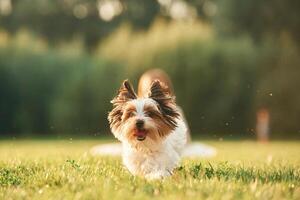 Close up portrait of cute dog that is running on the green field, little girl is at background, blurred photo